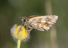 Attēlu rezultāti vaicājumam “Pyrgus alveus”