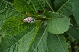 Attēlu rezultāti vaicājumam “Phytolacca acinosa leaf”