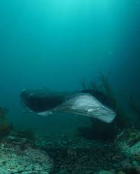 Image result for Bathytoshia brevicaudata