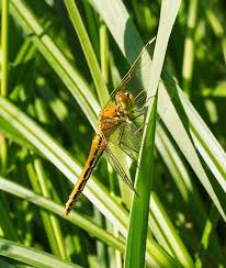Attēlu rezultāti vaicājumam “Sympetrum flaveolum”