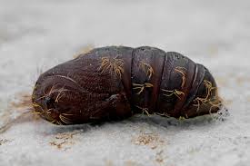 Attēlu rezultāti vaicājumam “Lymantria monacha pupa”