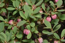 Attēlu rezultāti vaicājumam “Vaccinium uliginosum flower”