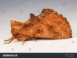 Attēlu rezultāti vaicājumam “Ptilodon capucina”