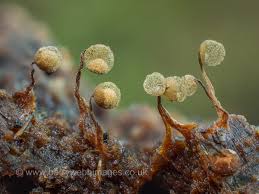 Attēlu rezultāti vaicājumam “Cribraria ferruginea stalked”