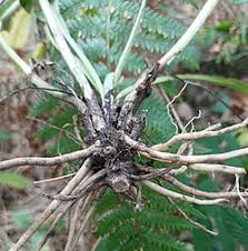 Attēlu rezultāti vaicājumam “Succisa pratensis leaf”