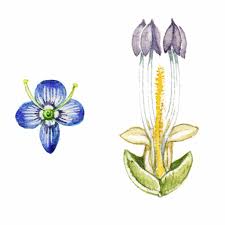 Attēlu rezultāti vaicājumam “Plantaginaceae”