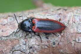 Attēlu rezultāti vaicājumam “Ampedus sanguinolentus”