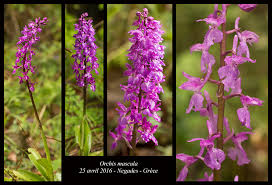 Attēlu rezultāti vaicājumam “Orchis mascula”