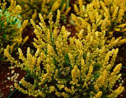 Attēlu rezultāti vaicājumam “Calluna vulgaris leaf”