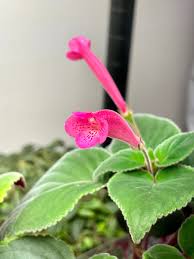 Image result for Sinningia