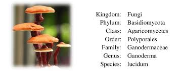 Attēlu rezultāti vaicājumam “Ganoderma lucidum”