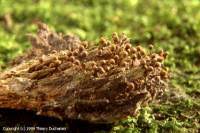 Attēlu rezultāti vaicājumam “Trichia botrytis var. cerifera spores”