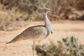 Image result for Chlamydotis macqueenii