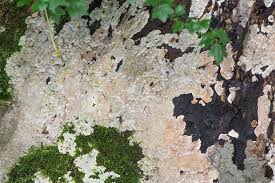 Attēlu rezultāti vaicājumam “Physisporinus vitreus”