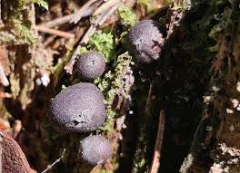 Attēlu rezultāti vaicājumam “Lycogala cf. fossiculatum”