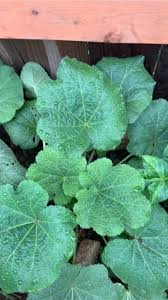 Attēlu rezultāti vaicājumam “Alcea rosea leaf”