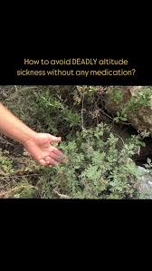 Image result for Artemisia gmelinii