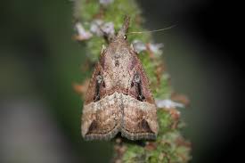 Attēlu rezultāti vaicājumam “Hypena rostralis”