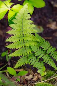 Attēlu rezultāti vaicājumam “Dryopteris carthusiana”