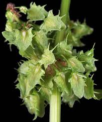 Attēlu rezultāti vaicājumam “Rumex obtusifolius”