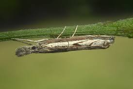 Attēlu rezultāti vaicājumam “Platytes alpinella”
