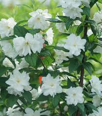 Attēlu rezultāti vaicājumam “Philadelphus coronarius”