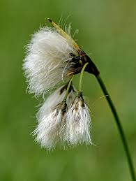 Attēlu rezultāti vaicājumam “Eriophorum latifolium flower”