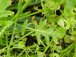 Attēlu rezultāti vaicājumam “Rorippa palustris leaf”