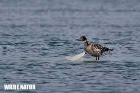 Attēlu rezultāti vaicājumam “Branta bernicla”