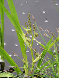 Attēlu rezultāti vaicājumam “Blysmus compressus fruit”