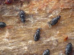 Attēlu rezultāti vaicājumam “Tachyta nana”