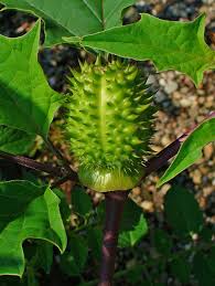 Attēlu rezultāti vaicājumam “Datura stramonium fruit”