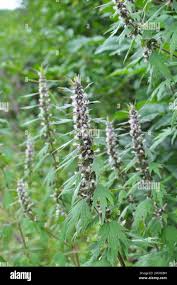 Attēlu rezultāti vaicājumam “Leonurus quinquelobatus flower”