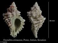 Attēlu rezultāti vaicājumam “Erinaceus sp.”