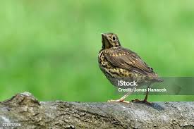 Attēlu rezultāti vaicājumam “Turdus philomelos juvenile”