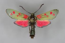 Attēlu rezultāti vaicājumam “Zygaena filipendulae”