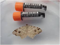 Attēlu rezultāti vaicājumam “Macaria notata”