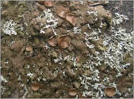 Attēlu rezultāti vaicājumam “Melanohalea exasperata”