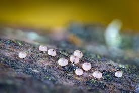 Attēlu rezultāti vaicājumam “Enerthenema papillatum”