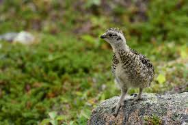 Image result for Lagopus muta