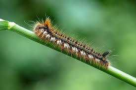 Attēlu rezultāti vaicājumam “Acronicta megacephala larva”