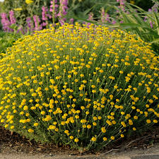 Image result for Anthemis tinctoria