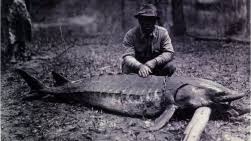 Image result for Acipenser desotoi