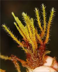 Attēlu rezultāti vaicājumam “Campylium stellatum”