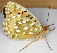 Attēlu rezultāti vaicājumam “Argynnis aglaja underside”