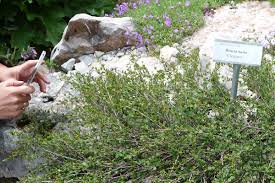 Attēlu rezultāti vaicājumam “Betula nana flower”