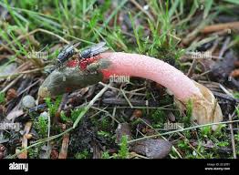 Attēlu rezultāti vaicājumam “Mutinus ravenelii”