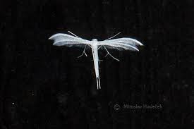 Attēlu rezultāti vaicājumam “Pterophorus pentadactyla”