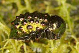 Attēlu rezultāti vaicājumam “Byrrhidae”