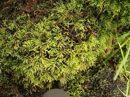 Attēlu rezultāti vaicājumam “Sciuro-hypnum curtum sporophyte”